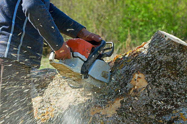 The Steps Involved in Our Tree Care Process in Sayre, OK